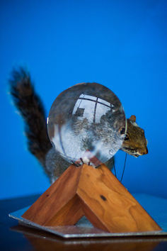 Salvador, a Surrealist Squirrel